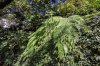 Madeira un Jardin Extraordinaire